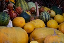 00501-Pumpkins