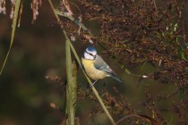 00502-European_Blue_Tit