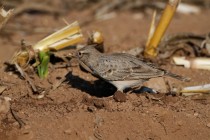 00503-Crested_Lark