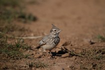 00504-Crested_Lark