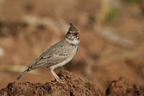 00505-Crested_Lark