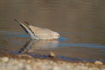 00506-Eurasian_Collared_Dove