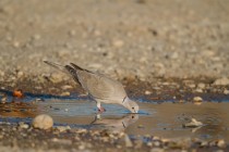 00507-Eurasian_Collared_Dove