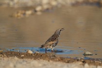 00508-Common_Starling
