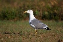 00509-Yellow-legged_Gull