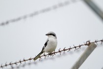 00510-Great_Grey_Shrike