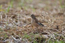 00511-Common_Linnet