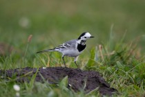 00512-White_Wagtail