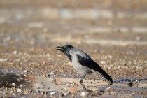 00513-Hooded_Crow