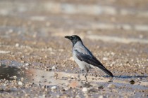 00514-Hooded_Crow