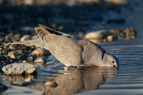 00515-Eurasian_Collared_Dove