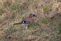 00516-Eurasian_Jay