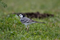 00517-White_Wagtail