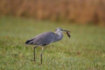 00518-Grey_Heron