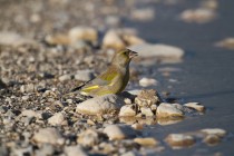 00519-European_Greenfinch