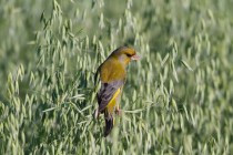 00520-European_Greenfinch