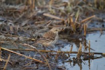 00521-Water_Pipit