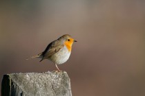 00522-European_Robin