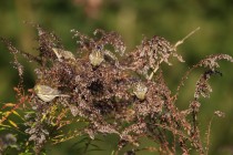 00524-European_Serins