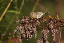 00525-European_Serin