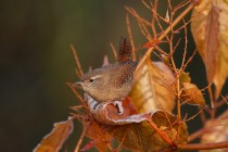 00526-Winter_Wren