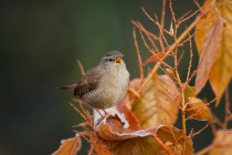 00527-Winter_Wren