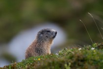 00528-Alpine_Marmot