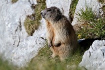 00529-Alpine_Marmot