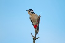 00530-Great_Spotted_Woodpecker