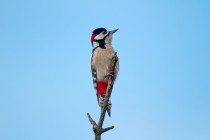 00531-Great_Spotted_woodpecker