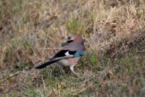 00532-Eurasian_Jay