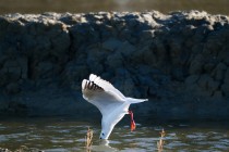 00533-Black-headed_Gull