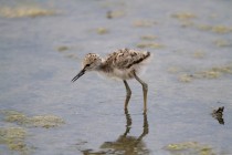 00534-Black-winged_Stilt