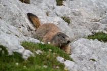 00535-Alpine_Marmot