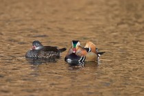 00123-Mandarin_Ducks