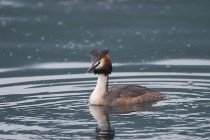 00175-Great_Crested_Grebe