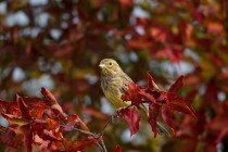 00205-Yellowhammer