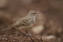 00536-Crested_Lark