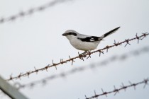 00537-Great_Grey_Shrike