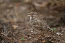 00539-Crested_Lark