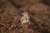 00540-Crested_Lark