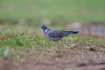 00541-Common_Wood_Pigeon