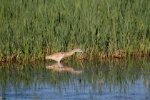 00542-Squacco_Heron