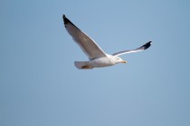 00543-Yellow-legged_Gull