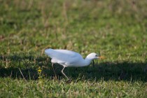 00544-Cattle_Egret