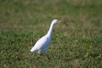 00545-Cattle_Egret