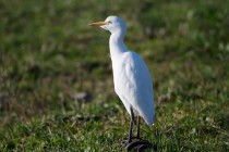 00546-Cattle_Egret