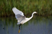 00547-Little_Egret