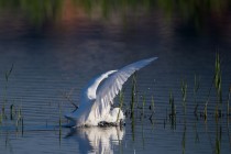 00548-Little_Egret