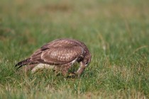 00549-Common_Buzzard